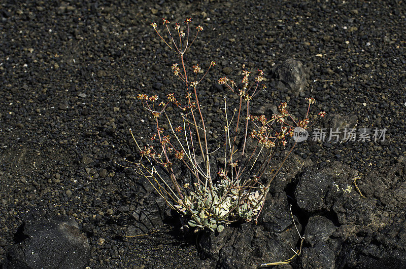 毛花荞麦，cinser Cone，拉森火山国家公园，加利福尼亚;喀斯喀特山脉。蓼科。